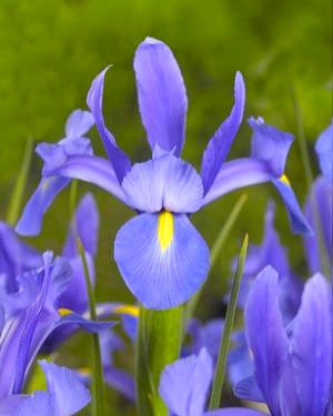 IRIS HOLLANDICA SAPHIRE BEAUTY 100 kusov